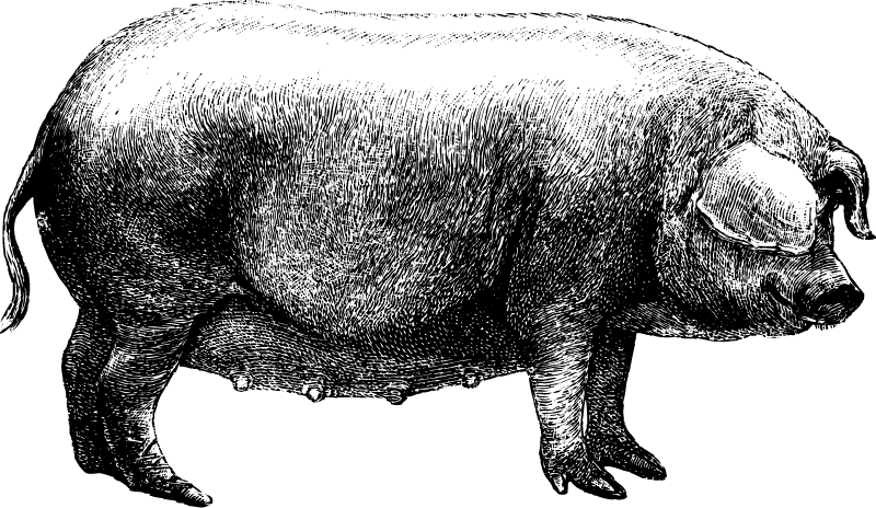 Schwein-rechts Schwein